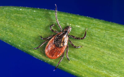 Lyme Disease & HBOT: A Glimpse of Hope