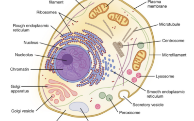 Powering Your Body: How HBOT Supports Energy at the Cellular Level